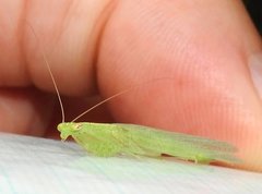 Tropidomantis gressitti