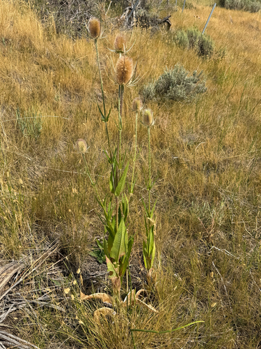 wild teasel