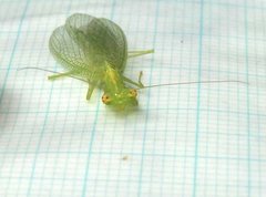 Tropidomantis gressitti