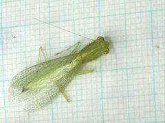 Tropidomantis gressitti