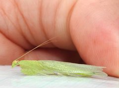Tropidomantis gressitti