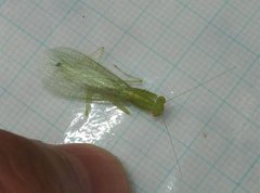 Tropidomantis gressitti