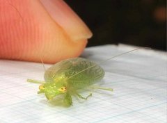 Tropidomantis gressitti