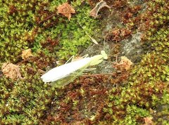 Tropidomantis gressitti