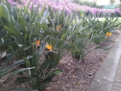 Strelitzia reginae