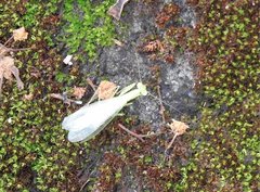 Tropidomantis gressitti