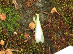 Tropidomantis gressitti