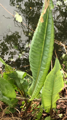 Rumex hydrolapathum