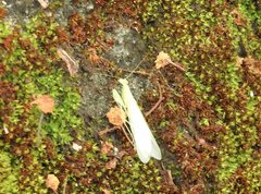 Tropidomantis gressitti