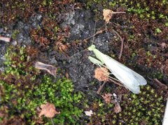 Tropidomantis gressitti