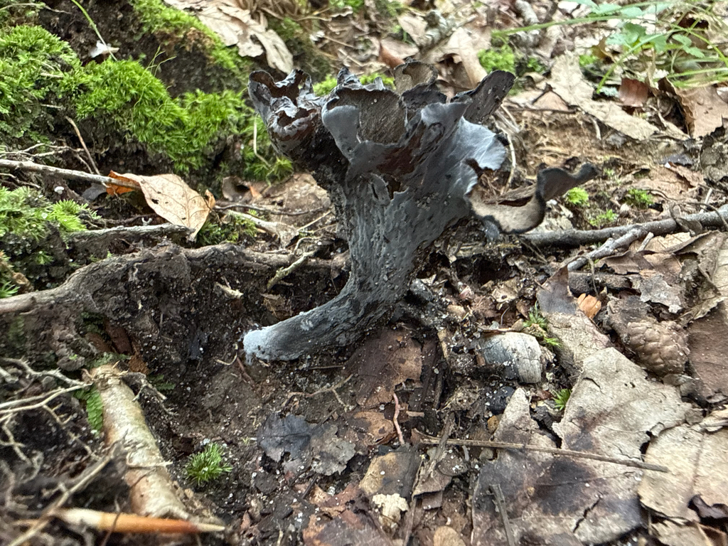 Eastern Black Trumpet · August 2026 · photo: Photo: (c) David LaMagna, some rights reserved (CC BY) · iNaturalist