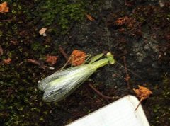 Tropidomantis gressitti