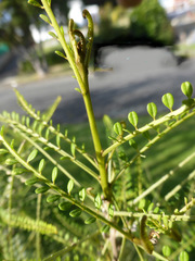 Sophora longicarinata