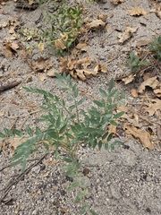 Astragalus douglasii