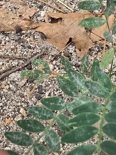Astragalus douglasii, photograph 2