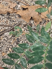 Astragalus douglasii, photograph author not stated, no rights reserved
