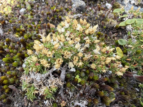 Cherleria sedoides