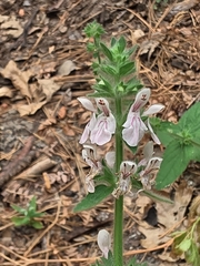 Stachys stebbinsii