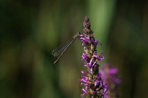 Western Willow Spreadwing
