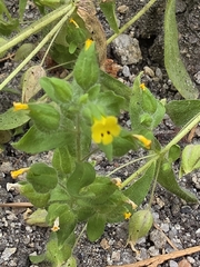 Mimetanthe pilosa
