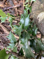 Ilex bioritsensis