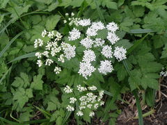 Chaerophyllum temulum