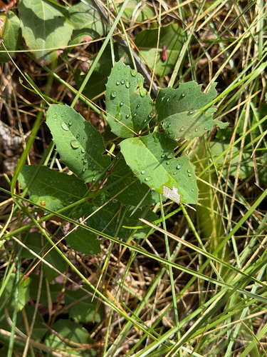 creeping mahonia