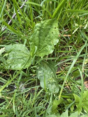 Plantago major
