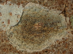 Lecanora argentata