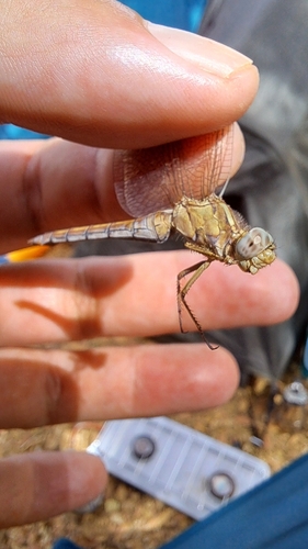 Keeled Skimmer