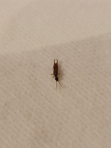 Lesser Earwig