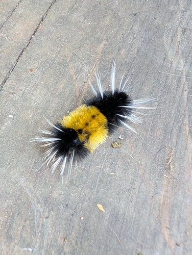 Spotted Tussock Moth