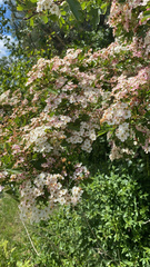 Crataegus monogyna