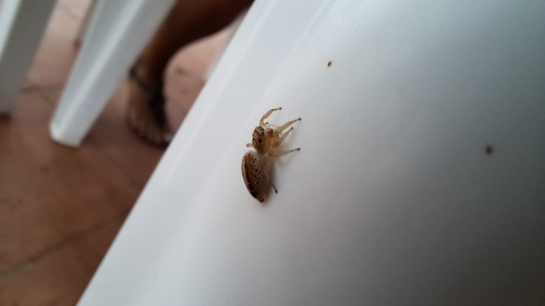 Striking Jumping Spiders