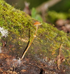 Conocybe filaris
