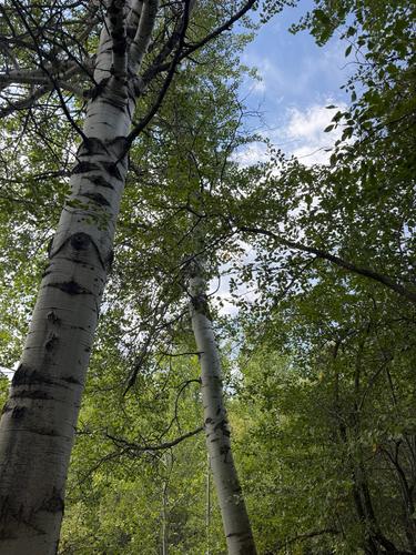 quaking aspen