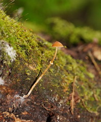 Conocybe filaris