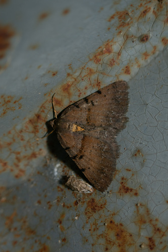 Selidosema pyrenaearia