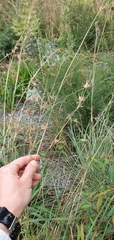 Themeda triandra