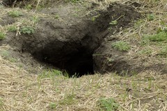 Nyctereutes procyonoides