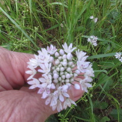 Allium canadense