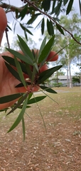 Melaleuca quinquenervia