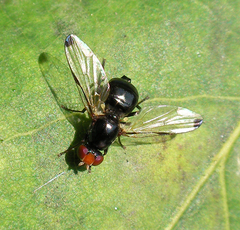 Seioptera vibrans