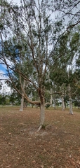 Melaleuca quinquenervia