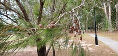 Allocasuarina littoralis