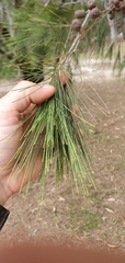 Allocasuarina littoralis