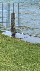 Corvus monedula