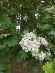 Crataegus monogyna