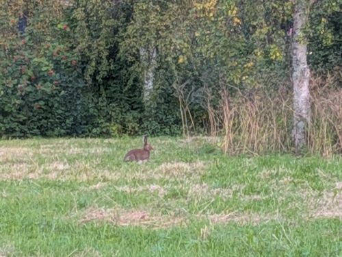 Mountain Hare