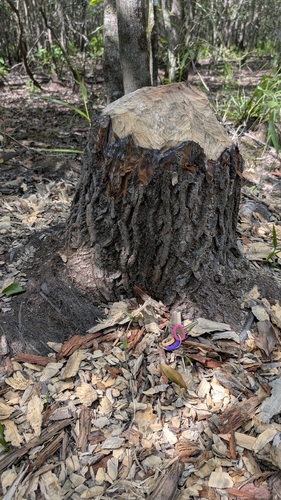 American Beaver